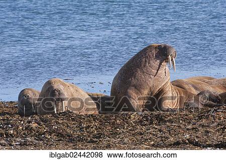 "Walruses (Odobenus rosmarus), Prins Karls Forland, Svalbard Archipelago, Arctic Norway, Europe" View Large Photo Image Stock Photo - "Walruses (Odobenus rosmarus), Prins Karls Forland, Svalbard Archipelago, Arctic Norway, Europe". Fotosearch