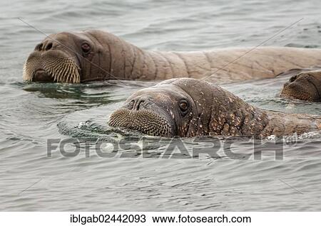 "Walruses (Odobenus rosmarus), Torellneset Island, Svalbard Archipelago, Arctic Norway, Europe" View Large Photo Image Stock Image - "Walruses (Odobenus rosmarus), Torellneset Island, Svalbard Archipelago, Arctic Norway, Europe". Fotosearch