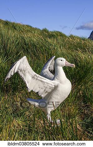 "Wandering Albatross (Diomedea exulans) at its nesting site, Bay of Isles, South Georgia and South Sandwich Islands, British overseas territory" View Large Photo Image Picture - "Wandering Albatross (Diomedea exulans) at its nesting site, Bay of Isles, South Georgia and South Sandwich Islands, British overseas territory". Fotosearch