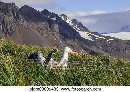 Stock Image - "Wandering Albatross (Diomedea exulans) at its nesting site, Bay of Isles, South Georgia and South Sandwich Islands, British overseas territory". Fotosearch