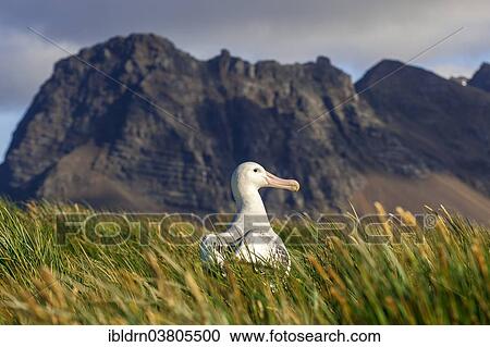 Stock Image - "Wandering Albatross (Diomedea exulans) at its nesting site, Bay of Isles, South Georgia and South Sandwich Islands, British overseas territory". Fotosearch