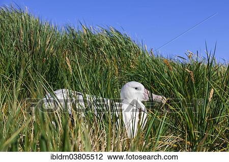 "Wandering Albatross (Diomedea exulans) at its nesting site, Bay of Isles, South Georgia and South Sandwich Islands, British overseas territory" View Large Photo Image Stock Image - "Wandering Albatross (Diomedea exulans) at its nesting site, Bay of Isles, South Georgia and South Sandwich Islands, British overseas territory". Fotosearch