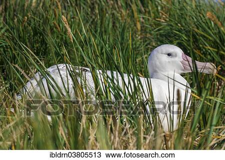"Wandering Albatross (Diomedea exulans) at its nesting site, Bay of Isles, South Georgia and South Sandwich Islands, British overseas territory" View Large Photo Image Stock Image - "Wandering Albatross (Diomedea exulans) at its nesting site, Bay of Isles, South Georgia and South Sandwich Islands, British overseas territory". Fotosearch
