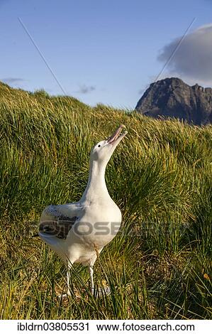 "Wandering Albatross (Diomedea exulans) at its nesting site, Bay of Isles, South Georgia and South Sandwich Islands, British overseas territory" View Large Photo Image Stock Image - "Wandering Albatross (Diomedea exulans) at its nesting site, Bay of Isles, South Georgia and South Sandwich Islands, British overseas territory". Fotosearch