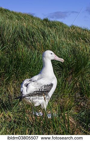 "Wandering Albatross (Diomedea exulans) at its nesting site, Bay of Isles, South Georgia and South Sandwich Islands, British overseas territory" View Large Photo Image Stock Photo - "Wandering Albatross (Diomedea exulans) at its nesting site, Bay of Isles, South Georgia and South Sandwich Islands, British overseas territory". Fotosearch