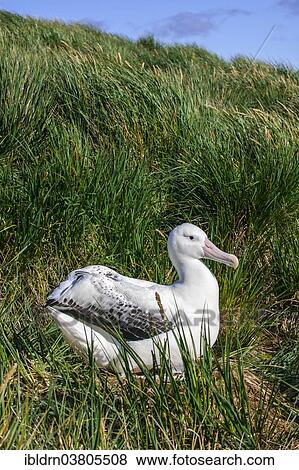 Stock Photo - "Wandering Albatross (Diomedea exulans) at its nesting site, Bay of Isles, South Georgia and South Sandwich Islands, British overseas territory". Fotosearch