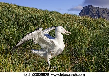 "Wandering Albatross (Diomedea exulans) at its nesting site, Bay of Isles, South Georgia and South Sandwich Islands, British overseas territory" View Large Photo Image Stock Photo - "Wandering Albatross (Diomedea exulans) at its nesting site, Bay of Isles, South Georgia and South Sandwich Islands, British overseas territory". Fotosearch