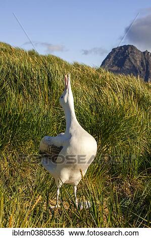 "Wandering Albatross (Diomedea exulans) at its nesting site, Bay of Isles, South Georgia and South Sandwich Islands, British overseas territory" View Large Photo Image Stock Photograph - "Wandering Albatross (Diomedea exulans) at its nesting site, Bay of Isles, South Georgia and South Sandwich Islands, British overseas territory". Fotosearch