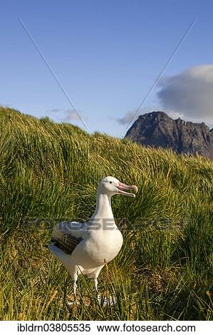 "Wandering Albatross (Diomedea exulans) at its nesting site, Bay of Isles, South Georgia and South Sandwich Islands, British overseas territory" View Large Photo Image Stock Photography - "Wandering Albatross (Diomedea exulans) at its nesting site, Bay of Isles, South Georgia and South Sandwich Islands, British overseas territory". Fotosearch