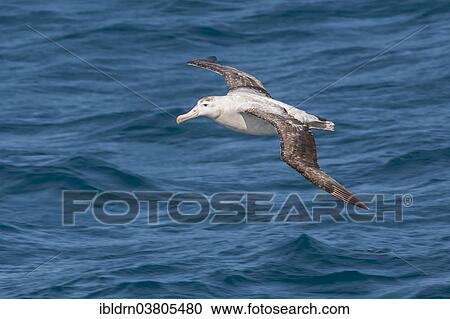 "Wandering Albatross (Diomedea exulans), Bay of Isles, South Georgia and South Sandwich Islands, British overseas territory" View Large Photo Image Stock Image - "Wandering Albatross (Diomedea exulans), Bay of Isles, South Georgia and South Sandwich Islands, British overseas territory". Fotosearch