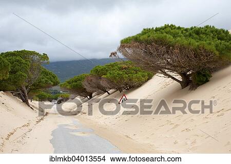 "Wandering dune of Bolonia, Tarifa, Andalusia, Spain, Europe" View Large Photo Image Picture - "Wandering dune of Bolonia, Tarifa, Andalusia, Spain, Europe". Fotosearch