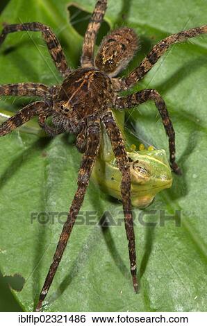 "Wandering Spider (Ctenidae sp. ), adult, feeding on Gunther's Banded Treefrog (Hypsiboas fasciatus) prey, Los Amigos Biological Station, Madre de Dios, Amazonia, Peru, South America" View Large Photo Image Stock Photograph - "Wandering Spider (Ctenidae sp. ), adult, feeding on Gunther's Banded Treefrog (Hypsiboas fasciatus) prey, Los Amigos Biological Station, Madre de Dios, Amazonia, Peru, South America". Fotosearch