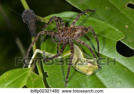 "Wandering Spider (Ctenidae sp. ), adult, feeding on Gunther's Banded Treefrog (Hypsiboas fasciatus) prey, Los Amigos Biological Station, Madre de Dios, Amazonia, Peru, South America" View Large Photo Image Stock Photography - "Wandering Spider (Ctenidae sp. ), adult, feeding on Gunther's Banded Treefrog (Hypsiboas fasciatus) prey, Los Amigos Biological Station, Madre de Dios, Amazonia, Peru, South America". Fotosearch