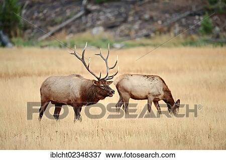 "Wapiti or Elk (Cervus canadensis, Cervus elaphus canadensis), pair during the rutting period, Yellowstone National Park, Wyoming, USA" View Large Photo Image Stock Photo - "Wapiti or Elk (Cervus canadensis, Cervus elaphus canadensis), pair during the rutting period, Yellowstone National Park, Wyoming, USA". Fotosearch