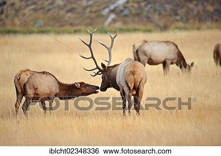 "Wapiti or Elk (Cervus canadensis, Cervus elaphus canadensis), pair during the rutting period, Yellowstone National Park, Wyoming, USA" View Large Photo Image Stock Photograph - "Wapiti or Elk (Cervus canadensis, Cervus elaphus canadensis), pair during the rutting period, Yellowstone National Park, Wyoming, USA". Fotosearch