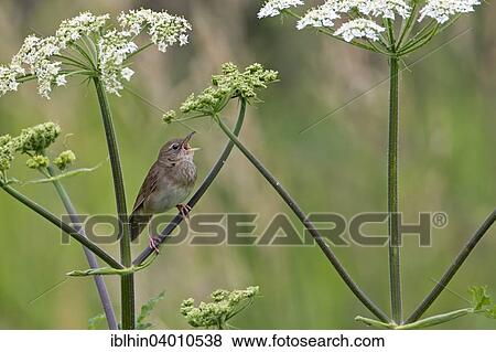 Stock Photo - "Warbler (Acrocephalus fluviatilis), territorial singing, Middle Elbe Biosphere Reserve, Saxony-Anhalt, Germany, Europe". Fotosearch