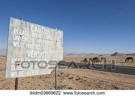 "Warning and wild horses in the Namib Desert, descendants of horses of the German colonial protection force in German South-West Africa, Garub, ÇKaras, Namibia, Africa" View Large Photo Image Stock Image - "Warning and wild horses in the Namib Desert, descendants of horses of the German colonial protection force in German South-West Africa, Garub, ÇKaras, Namibia, Africa". Fotosearch