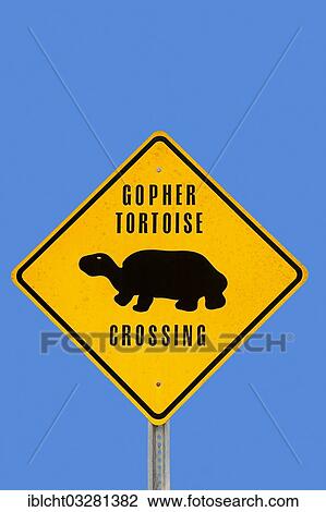 "Warning sign, gopher tortoises crossing the road, Sanibel Island, Florida, United States, North America" View Large Photo Image Stock Image - "Warning sign, gopher tortoises crossing the road, Sanibel Island, Florida, United States, North America". Fotosearch