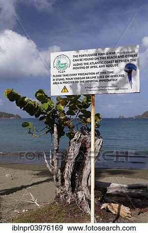 "Warning sign on the beach, warning of Portuguese Man O'War (Physalia physalis), which delivers a painful sting, in the sea, Tobago, Trinidad and Tobago, North America" View Large Photo Image Stock Photo - "Warning sign on the beach, warning of Portuguese Man O'War (Physalia physalis), which delivers a painful sting, in the sea, Tobago, Trinidad and Tobago, North America". Fotosearch