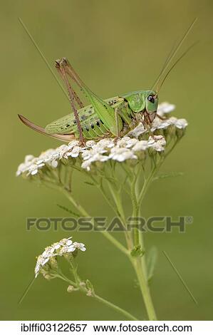 "Wart-biter (Decticus verrucivorus), female sitting in the flower of an umbellifer, Valle Verzasca, Kanton Tessin, Switzerland, Europe" View Large Photo Image Stock Photo - "Wart-biter (Decticus verrucivorus), female sitting in the flower of an umbellifer, Valle Verzasca, Kanton Tessin, Switzerland, Europe". Fotosearch