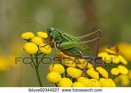 "Wart-biter (Decticus verrucivorus), females on Tansy flowers, Schleswig-Holstein, Germany, Europe" View Large Photo Image Stock Photo - "Wart-biter (Decticus verrucivorus), females on Tansy flowers, Schleswig-Holstein, Germany, Europe". Fotosearch