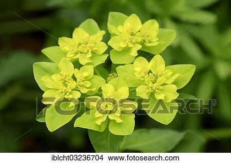 "Wart spurge (Euphorbia verrucosa), Germany, Europe" View Large Photo Image Picture - "Wart spurge (Euphorbia verrucosa), Germany, Europe". Fotosearch