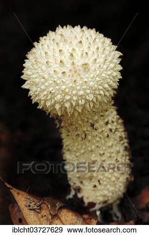"Warted Puffball, Gem-studded Puffball or the Devil's Snuff-box (Lycoperdon perlatum, Lycoperdon gemmatum), North Rhine-Westphalia, Germany, Europe" View Large Photo Image Stock Photo - "Warted Puffball, Gem-studded Puffball or the Devil's Snuff-box (Lycoperdon perlatum, Lycoperdon gemmatum), North Rhine-Westphalia, Germany, Europe". Fotosearch