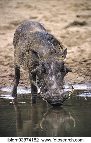 "Warthog (Phacochoerus aethiopicus), Kgalagadi Transfrontier Park, North Cape, South Africa, Africa" View Large Photo Image Stock Image - "Warthog (Phacochoerus aethiopicus), Kgalagadi Transfrontier Park, North Cape, South Africa, Africa". Fotosearch