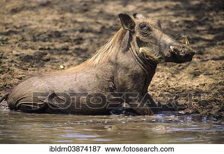 "Warthog (Phacochoerus aethiopicus), Kgalagadi Transfrontier Park, North Cape, South Africa, Africa" View Large Photo Image Stock Photo - "Warthog (Phacochoerus aethiopicus), Kgalagadi Transfrontier Park, North Cape, South Africa, Africa". Fotosearch