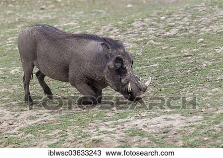 "Warthog (Phacochoerus africanus), Okapuka Ranch, Namibia, Africa" View Large Photo Image Stock Image - "Warthog (Phacochoerus africanus), Okapuka Ranch, Namibia, Africa". Fotosearch