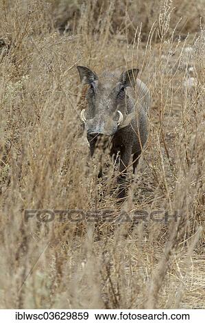"Warthog (Phacochoerus africanus), Namibia, Africa" View Large Photo Image Stock Photo - "Warthog (Phacochoerus africanus), Namibia, Africa". Fotosearch