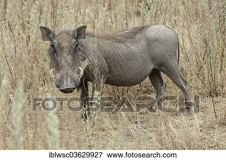 "Warthog (Phacochoerus africanus), Namibia, Africa" View Large Photo Image Stock Photo - "Warthog (Phacochoerus africanus), Namibia, Africa". Fotosearch