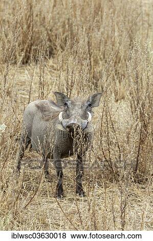 "Warthog (Phacochoerus africanus), Namibia, Africa" View Large Photo Image Stock Photo - "Warthog (Phacochoerus africanus), Namibia, Africa". Fotosearch