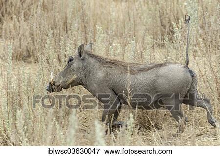 Stock Photo - "Warthog (Phacochoerus africanus), Namibia, Africa". Fotosearch