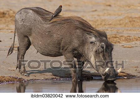 "Warthog (Phacochoerus arthiopicus) with a Red-billed Oxpecker (Buphagus erythrorhynchus), Kruger National Park, Mpumalanga, South Africa, Africa" View Large Photo Image Stock Image - "Warthog (Phacochoerus arthiopicus) with a Red-billed Oxpecker (Buphagus erythrorhynchus), Kruger National Park, Mpumalanga, South Africa, Africa". Fotosearch