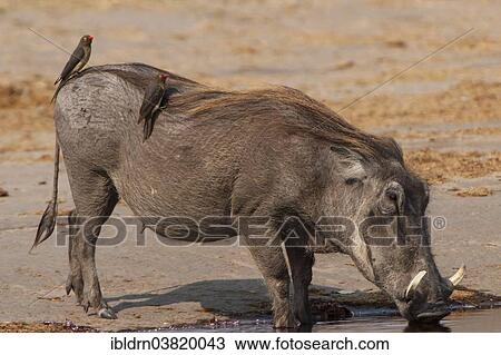 "Warthog (Phacochoerus arthiopicus) with a Red-billed Oxpecker (Buphagus erythrorhynchus), Kruger National Park, Mpumalanga, South Africa, Africa" View Large Photo Image Stock Image - "Warthog (Phacochoerus arthiopicus) with a Red-billed Oxpecker (Buphagus erythrorhynchus), Kruger National Park, Mpumalanga, South Africa, Africa". Fotosearch