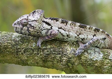 "Warty Chameleon (Furcifer verrucosus), adult, resting on branch, Madagascar, Africa" View Large Photo Image Stock Photograph - "Warty Chameleon (Furcifer verrucosus), adult, resting on branch, Madagascar, Africa". Fotosearch