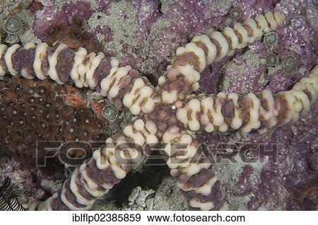 "Warty Starfish (Echinaster callosus), adult, Farondi Island, Raja Ampat Islands, Four Kings, West Papua, New Guinea, Indonesia, Southeast Asia, Asia" View Large Photo Image Stock Photo - "Warty Starfish (Echinaster callosus), adult, Farondi Island, Raja Ampat Islands, Four Kings, West Papua, New Guinea, Indonesia, Southeast Asia, Asia". Fotosearch