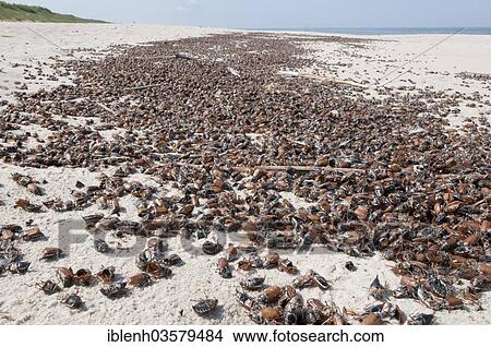 Picture - "Washed-up dead Cockchafers or May Bugs (Melolontha melolontha) on a Baltic Sea beach, Nida, Curonian Spit, KlaipÄ—da County, Lithuania, Europe". Fotosearch