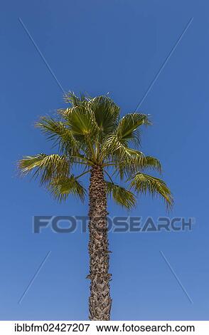 Stock Photo - "Washington Palm (Washingtonia robusta), Lagos, Algarve, Portugal, Europe". Fotosearch