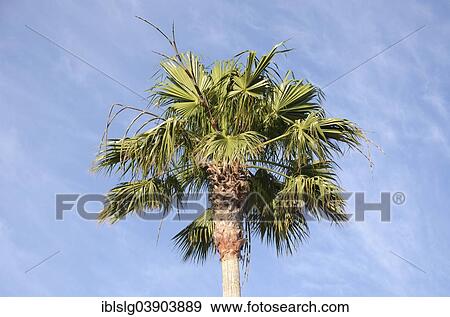 "Washingtonia Palm (Washingtonia sp. ), Parque Taoro, Puerto de la Cruz, Tenerife, Canary Islands, Spain, Europe" View Large Photo Image Stock Photo - "Washingtonia Palm (Washingtonia sp. ), Parque Taoro, Puerto de la Cruz, Tenerife, Canary Islands, Spain, Europe". Fotosearch