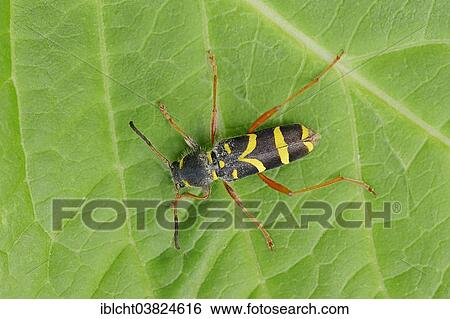 "Wasp Beetle (Clytus arietis), North Rhine-Westphalia, Germany, Europe" View Large Photo Image Stock Photograph - "Wasp Beetle (Clytus arietis), North Rhine-Westphalia, Germany, Europe". Fotosearch