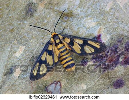 Stock Image - "Wasp Moth (Amata huebneri), adult female, roosting amongst dead leaves, Western Australia, Australia, Oceania". Fotosearch