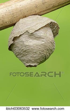 "Wasp nest, Saxon Wasp (Dolichovespula saxonica), North Rhine-Westphalia, Germany, Europe" View Large Photo Image Stock Image - "Wasp nest, Saxon Wasp (Dolichovespula saxonica), North Rhine-Westphalia, Germany, Europe". Fotosearch