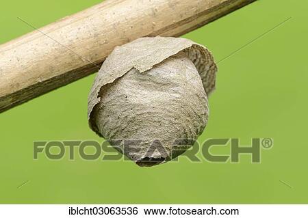 "Wasp nest, Saxon Wasp (Dolichovespula saxonica), North Rhine-Westphalia, Germany, Europe" View Large Photo Image Stock Photograph - "Wasp nest, Saxon Wasp (Dolichovespula saxonica), North Rhine-Westphalia, Germany, Europe". Fotosearch
