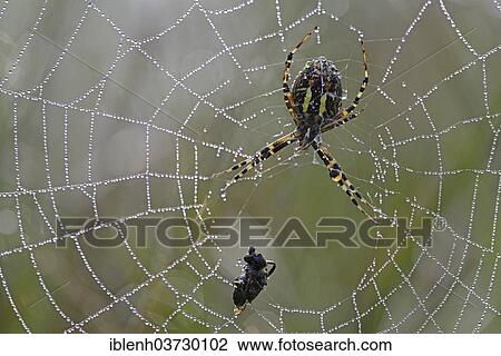 "Wasp spider (Argiope bruennichi) in the web, Lower Saxony, Germany, Europe" View Large Photo Image Stock Image - "Wasp spider (Argiope bruennichi) in the web, Lower Saxony, Germany, Europe". Fotosearch