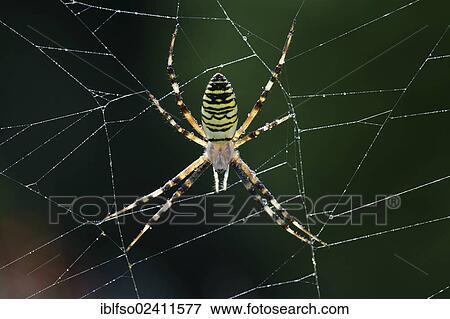 Wasp Spider (Argiope bruennichi), Lower Saxony, Germany, Europe View Large Photo Image Stock Photo - Wasp Spider (Argiope bruennichi), Lower Saxony, Germany, Europe. Fotosearch