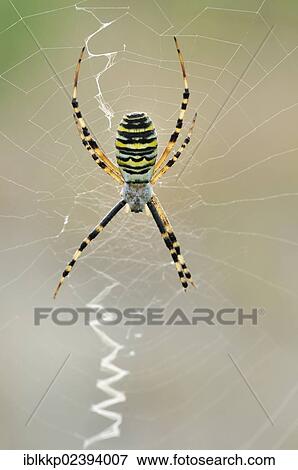 Stock Photo - "Wasp Spider (Argiope bruennichi), near Boxberg, Saxony, Germany, Europe". Fotosearch