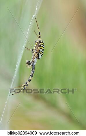 "Wasp Spider (Argiope bruennichi), near Boxberg, Saxony, Germany, Europe" View Large Photo Image Stock Photo - "Wasp Spider (Argiope bruennichi), near Boxberg, Saxony, Germany, Europe". Fotosearch