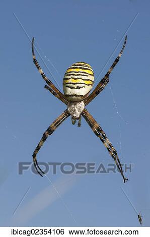 "Wasp Spider (Argiope bruennichi), on spider web, Dreieich-Goetzenhain, Hesse, Germany, Europe" View Large Photo Image Stock Photograph - "Wasp Spider (Argiope bruennichi), on spider web, Dreieich-Goetzenhain, Hesse, Germany, Europe". Fotosearch